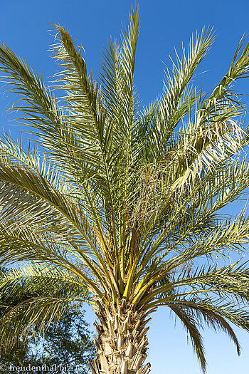 Palme in Ubar, dem Atlantis der Wüste