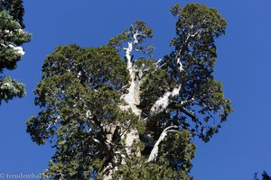 The General Grant Tree im Kings Canyon Nationalpark
