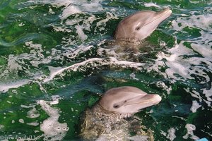 Delfine im Meerbecken