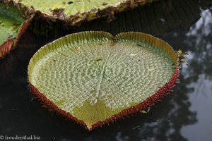 Wasserlilien im Botanischen Garten von Pamplemousses