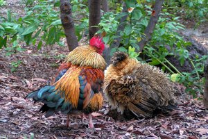 Hühner beim Drachenbaum in Icod