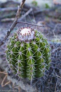 Kakteen der Art »Melocactus curvispinus« in der Tatacoa-Wüste