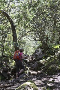 schattiger Wanderweg zum Piton des Neiges