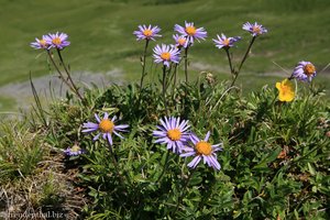 Alpenaster (Aster alpinus)