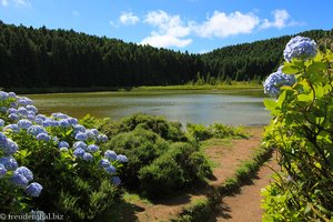 Idylle aus Hortensien, Wald und Lagoa Canario