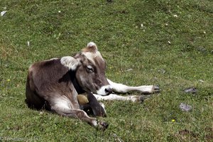 Bergrind bei Berwang