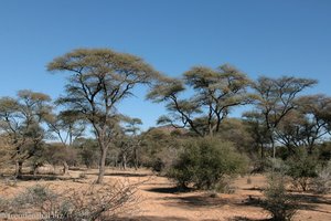 Savannenlandschaft bei der Epako Lodge