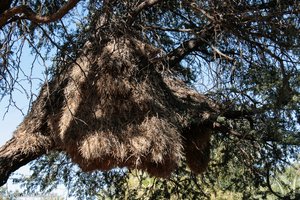 Webervögelkolonie bei der Kalahari Anib Lodge