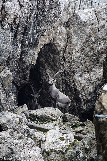 Steinböcke auf dem Wanderweg