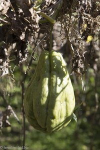 Chouchou auf La Réunion