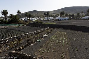 Gemüsebeete bei Haría