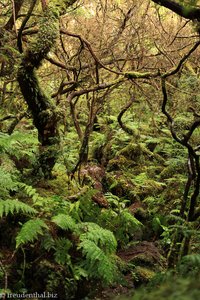 Wanderweg zu den Misterio dos Negros