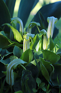 Gemeiner Krummstab - Arisarum vulgare