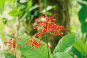 Blume bei Topes de Colantes