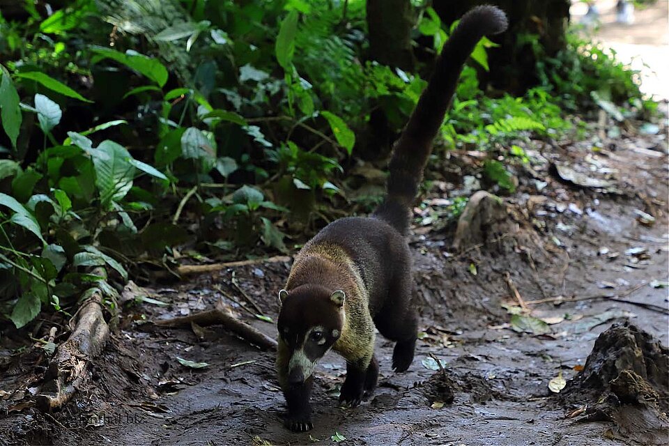 in Weißrüssel-Nasenbär auf Futtersuche in Costa Rica