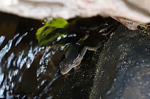 Ein Molch (?) bei der Catarata Rinconcito