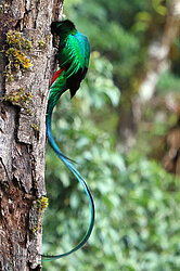 Der Quetzal bei seiner Bruthöhle