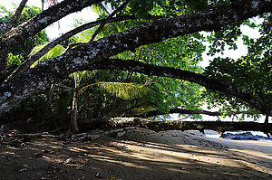 Unter den Bäumen hindurch zur Punta San Pedrillo