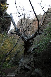 knorriger Baum