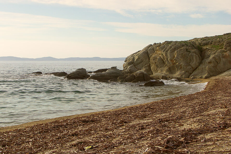 Geschwemmsel an einem Strand von Sithonía