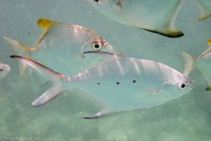 und noch mehr Fische am Sunset Beach auf Mahé