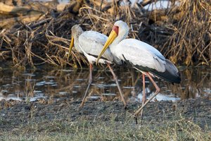 Nimmersatt im Bushveld bei Bela-Bela