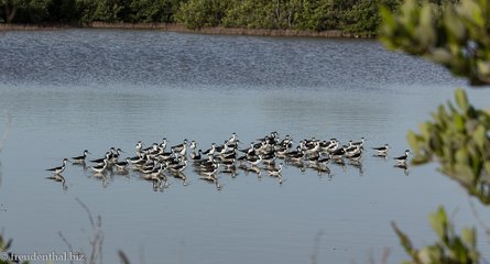 Wasservögel in den Zapata-Sümpfen