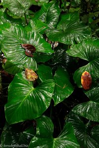 Sanders Pfeilblatt (Alocasia princeps)