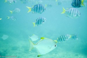 Fische beim Schnorcheln am Sunset Beach