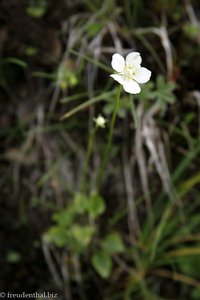 Sumpf-Herzblatt, Studentenröschen (Parnassia palustris)