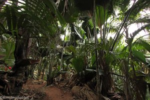 Vallée de Mai auf der Seychelleninsel Praslin