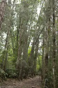 im Filaowald auf La Réunion