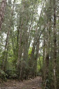 im Filaowald auf La Réunion