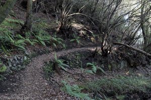 Die letzten Meter im dunklen Lorbeerwald