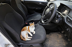 Katze als Fahrgast