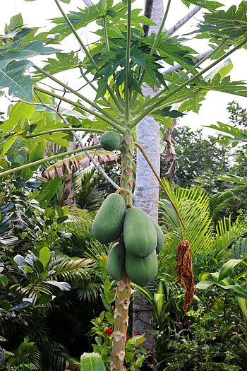 Jackfruchtbaum auf der Mekong-Insel An Bình