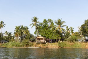 Kokospalmen bei Si Phan Don in Laos