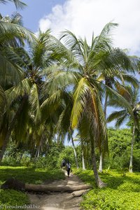 Kokospalmen im Parque Nacional Natural Tayrona in Kolumbien
