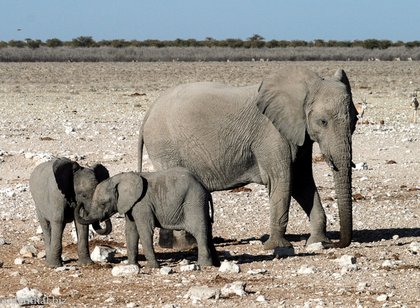 Safari im Etosha Nationalpark