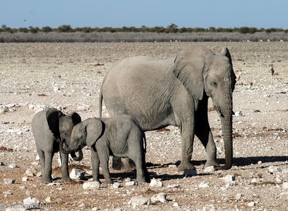 Safari im Etosha Nationalpark