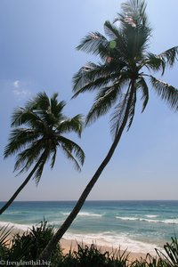 Palmen am Strand von Koggala