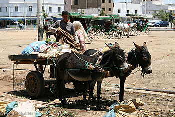 endlich sind die Tiere eingespannt - Marktplatz Khemisset