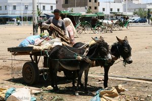 endlich sind die Tiere eingespannt - Marktplatz Khemisset