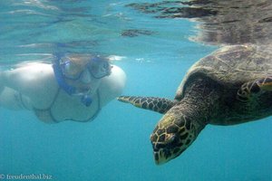 Annette liebt auch Wasserschildkröten