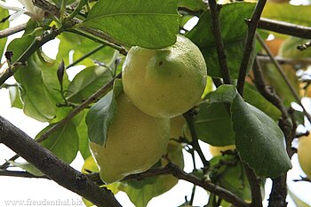 Zitronenbaum auf Mallorca