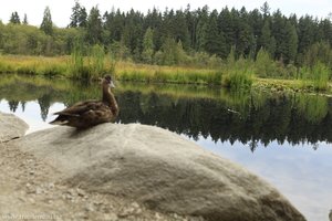 Beaver Lake - Stanley Park - Vancouver