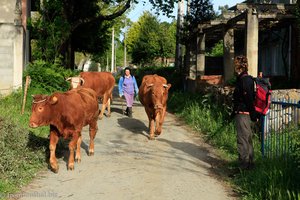 Kühe auf dem Camino Francés