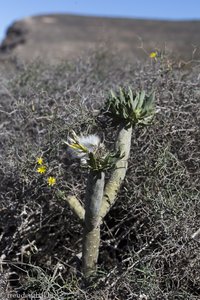 Pflanzenwelt im Valle de Guinate