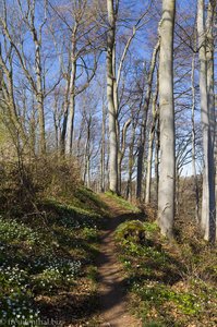 Der Frühling im Wald bei Geislingen an der Steige