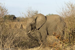 Elefant während dem Morgen-Game-Drive am Shingwedzi-Fluss